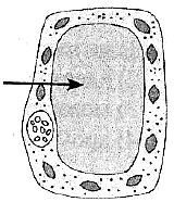 цитоплазма