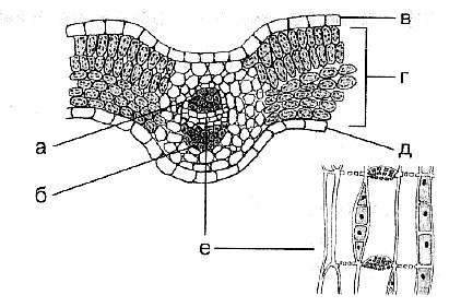 Биология Тест. Клеточное строение листа