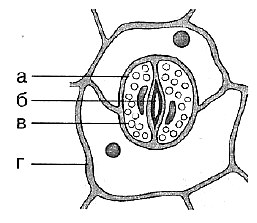 Биология Тест. Клеточное строение листа