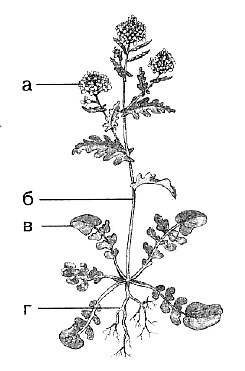 Биология Тест. Органы цветкового растения