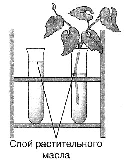 Биология Тест. Испарение воды растением. Листопад